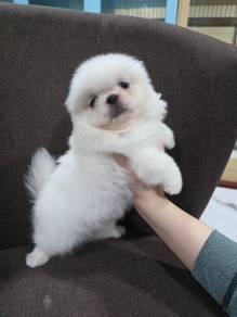 PEKINGNESE Puppy Girl