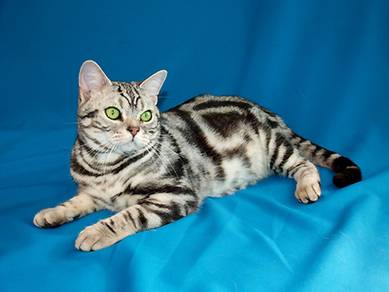 American short haired