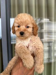 Maltipoo 