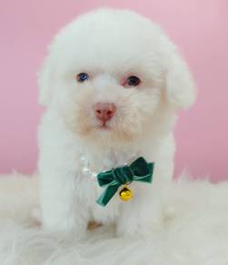 Poochon