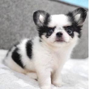 CHIHUAHUA PUPPIES 214 🌷Head Apple Cute Dog