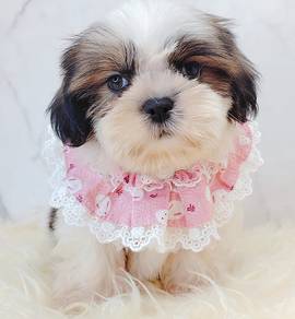 Shih Tzu