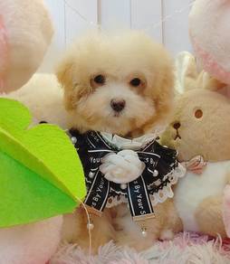 Poodle