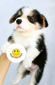q2000 Little cute Corgi puppy tri color