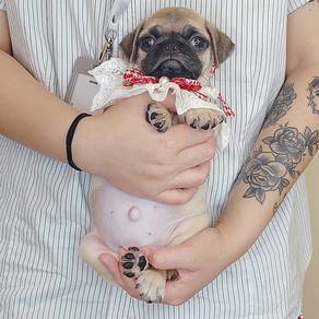 Pug