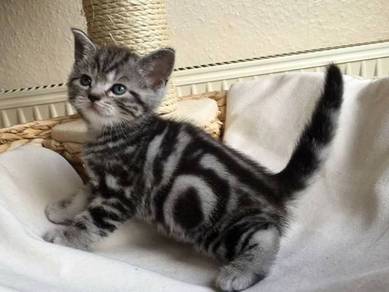Bsh Marble Kitten
