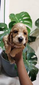 Cocker's Spaniel 015