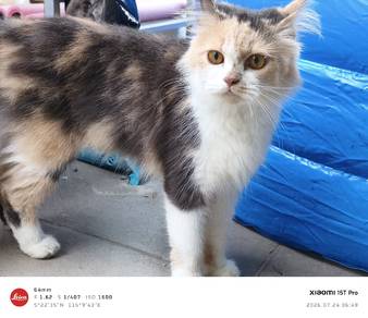 2 cats for Rehome