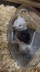 syrian hamster