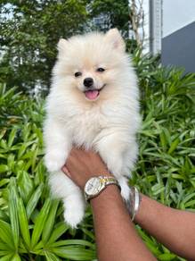 pomeranian&