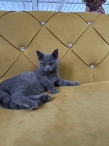 BSH Solid Blue Female