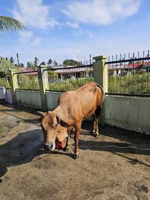 Sapi 