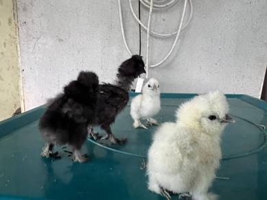 anak ayam silkie silkie chicken