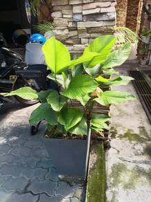 pokok hidup / pokok hijau 