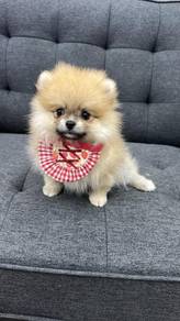博美女
Pomeranian 
Orange 
Female
F-400
Dob : 22-06-2