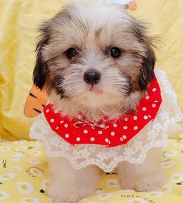 Shih tzu