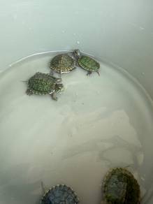 kura kura Brazil (red-eared slider)