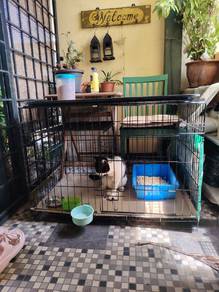 sangkar kucing 