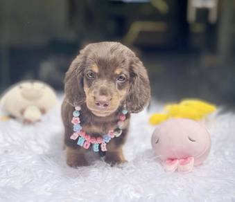 MINIATURE DACHSHUND Puppies VIP08🐻 Adorable  Girl