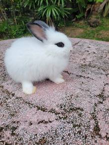 Arnab Lionhead Teddy cute❤️❤️❤️