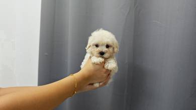 QW60166 Tiny Maltese puppies pure breed