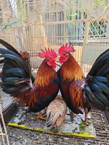 Ayam Serama / Katek