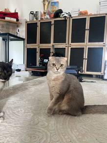 Scottish Fold Female 2 years old