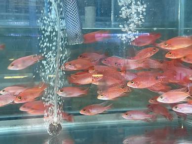 Cichlids fish 3.5