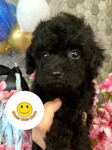 Q199 Toy Poodle black haired female