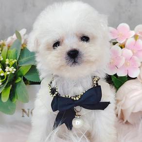 Bichon Frise
