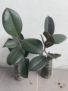 Burgundy Rubber Plant