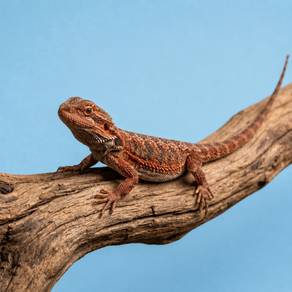 Bearded Dragon Leather back