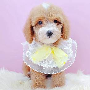 Maltipoo