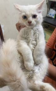 Male Kitten