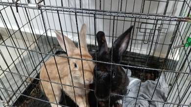 normal rabbit  age 5 month only 
