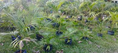 Pokok Pinang，槟榔树