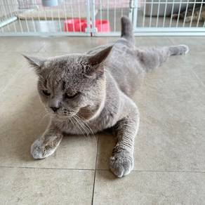 Bsh blue/ bsh silver tabby