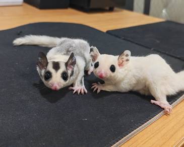 sugarglider