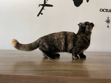 Munchkin Kinkalow (Supershort) Female