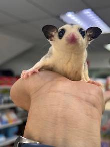 sugar glider mosaic male offer offer