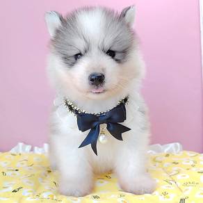 Husky