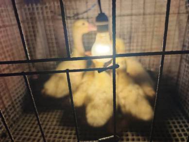 anak angsa puteh