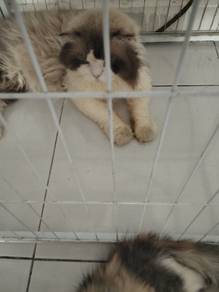 ragdoll 