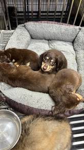 Miniature Dachshund