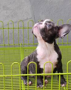 GGGG-900300 French Bulldog female sweetie puppy