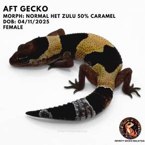AFT African Fat Tail Gecko Normal Het Zulu JB 肥尾守宫