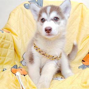 Wooly Husky
