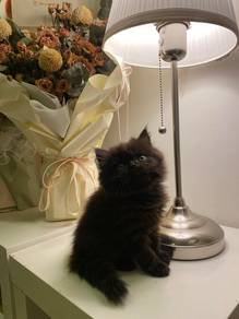 Persian kitten