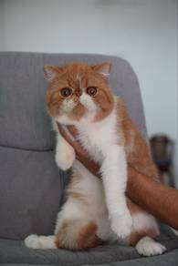 Exotic Shorthair