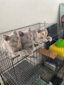 Kitten BSH